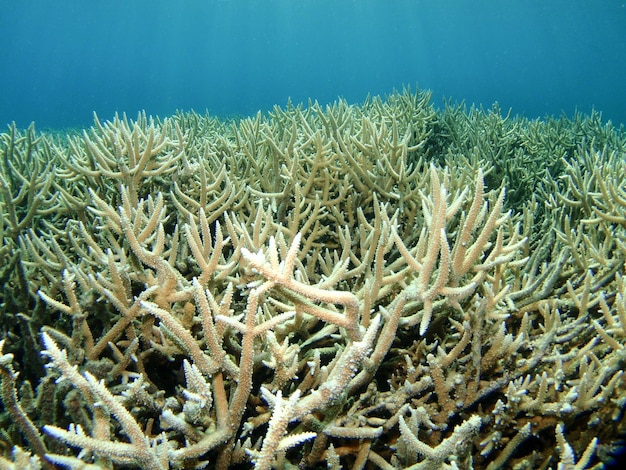 Foto un primer plano del coral en el mar