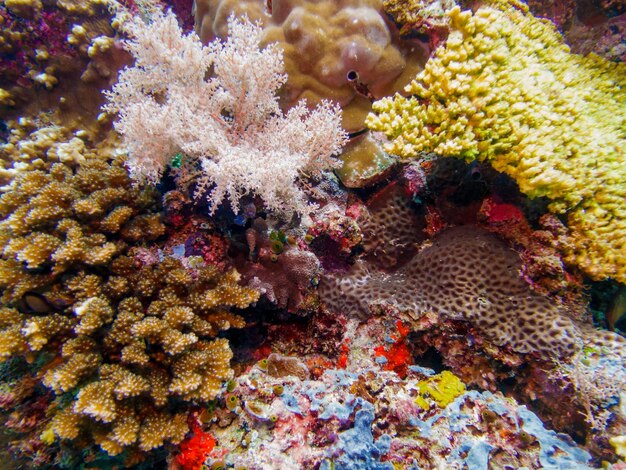 Foto un primer plano del coral en el mar