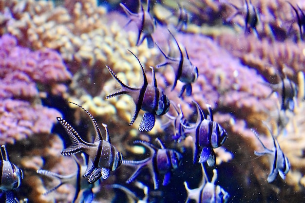 Foto un primer plano del coral en el mar