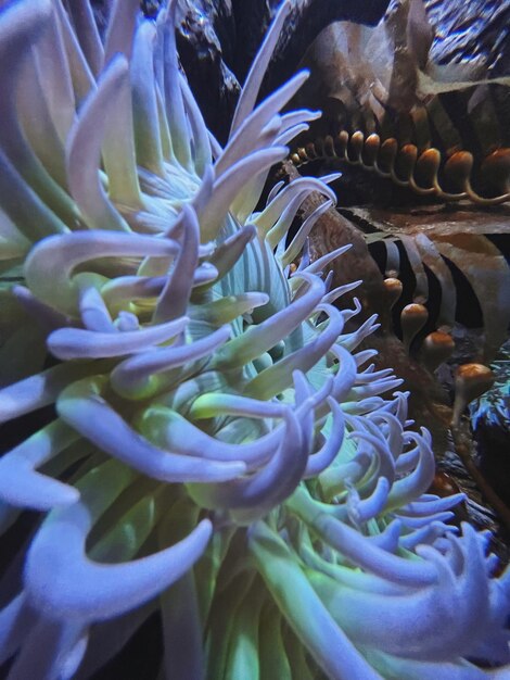 Foto un primer plano del coral en el mar