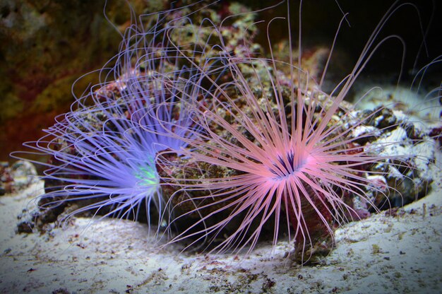 Foto un primer plano del coral en el mar