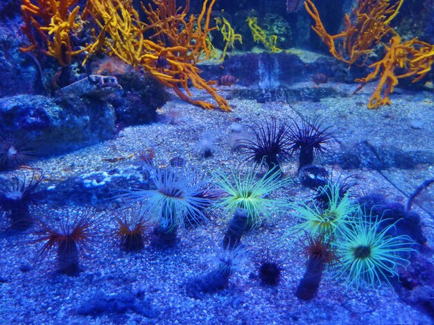 Foto un primer plano del coral en el mar