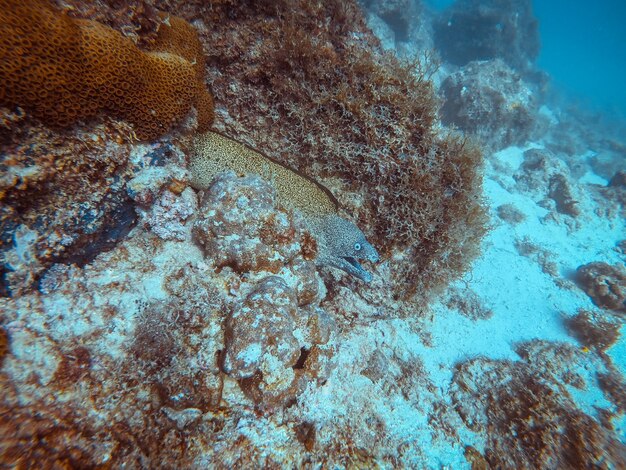 Un primer plano del coral en el mar