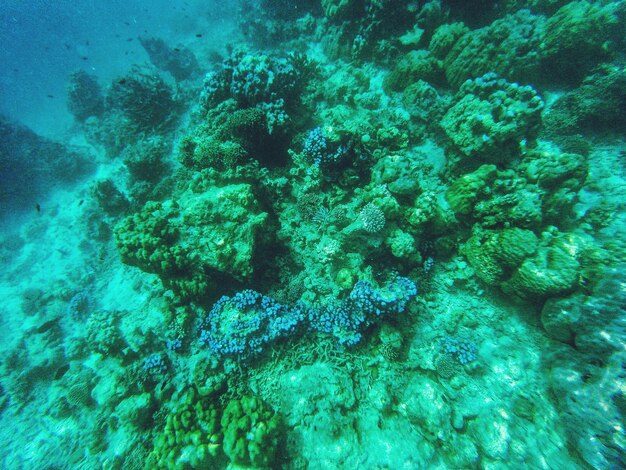 Un primer plano del coral en el mar