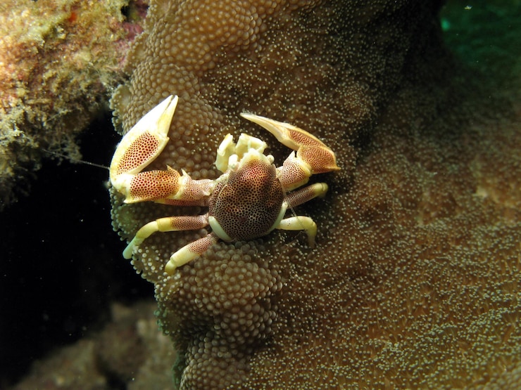 Foto un primer plano del coral en el mar