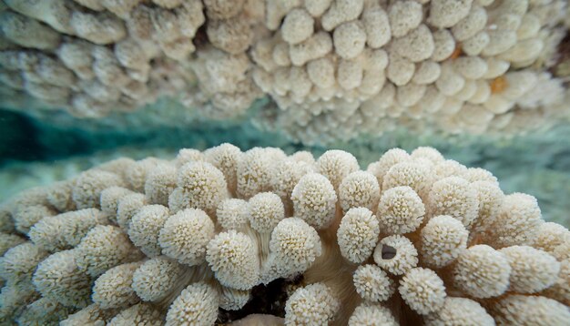 Foto un primer plano de un coral con el nombre de la anémona de mar