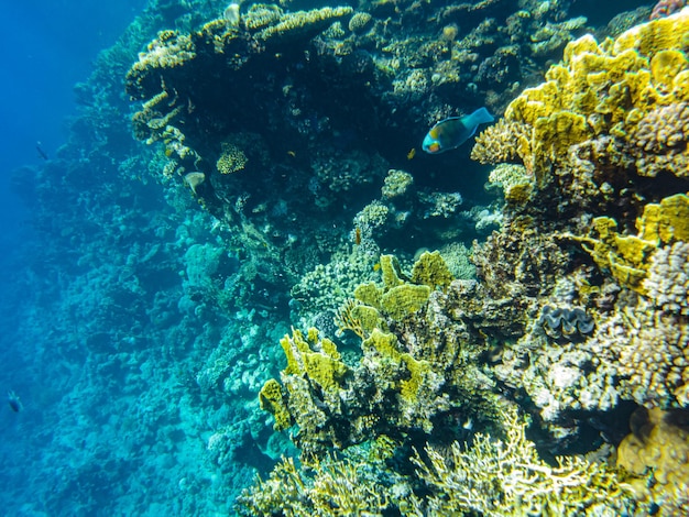 Primer plano de corales del mar rojo sharm el sheikh