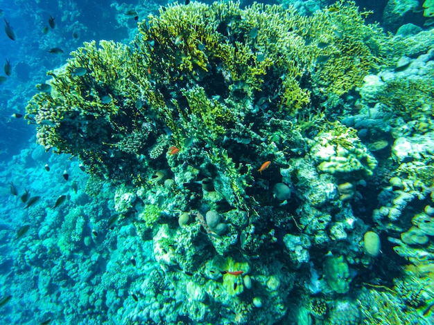 Primer plano de corales del mar rojo sharm el sheikh