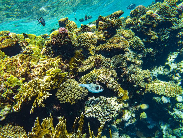 Primer plano de corales del mar rojo sharm el sheikh