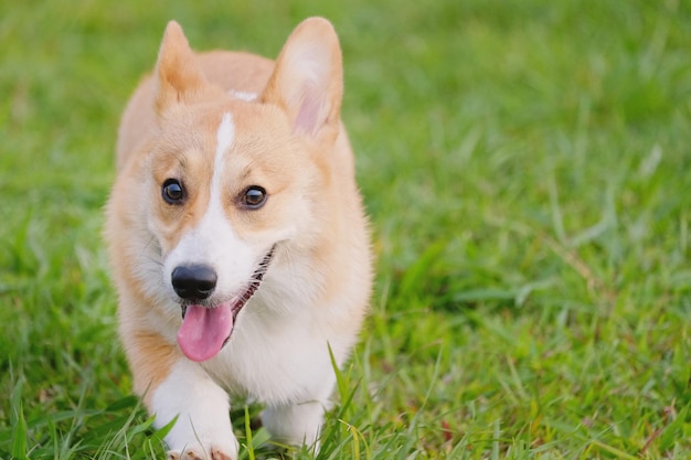 Primer plano de un corgi con la lengua afuera en el campo