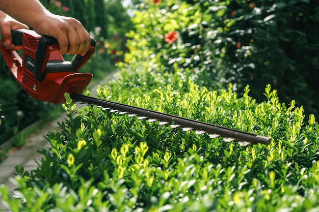 Primer plano de una cortadora de setos eléctrica cortando madera en un jardín soleado Ideal para el mantenimiento del jardín, el paisajismo y la formación del follaje verde