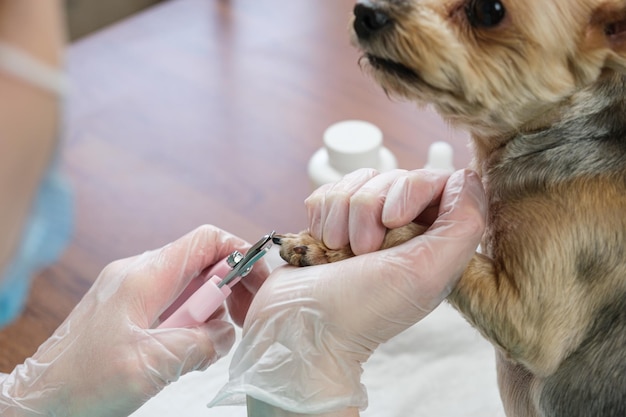 Primer plano de cortar las uñas de un perro pequeño. Aseo de perros y gatos, procedimientos higiénicos con mascotas, corte de garras. Corte de pelo en casa. Primer plano borroso, enfoque selectivo.