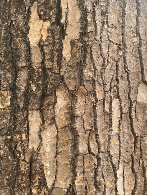 Foto un primer plano de la corteza de un árbol con la palabra árbol