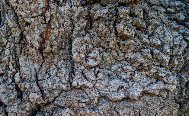 Primer plano de la corteza de los árboles. Un árbol viejo. La textura de una superficie de madera irregular y rugosa. Fondo natural.