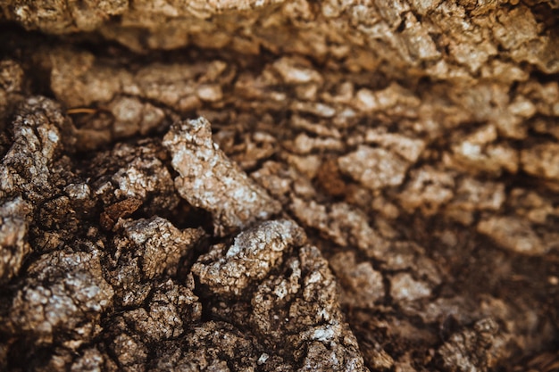 Primer plano de la corteza de los árboles. Un árbol viejo. La textura de una superficie de madera irregular y rugosa.