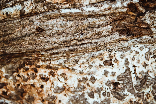 Primer plano de la corteza de los árboles. Un árbol viejo. La textura de una superficie de madera irregular y rugosa.