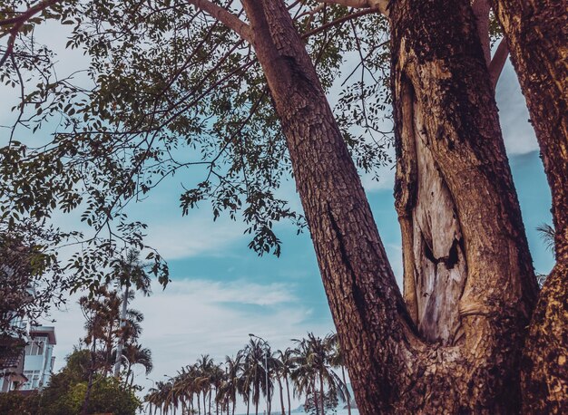 Primer plano de la corteza del tronco del árbol contra el fondo del paisaje marino y las palmeras