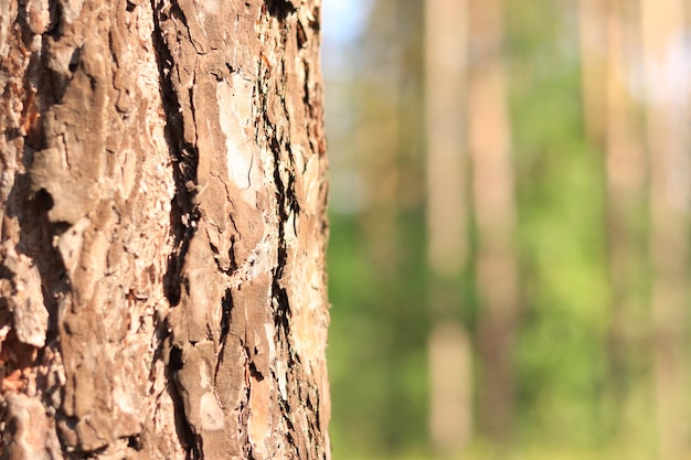 Primer plano de corteza de tronco de pino Detalles de madera Bosque de verano Tronco de árbol sobre un fondo borroso