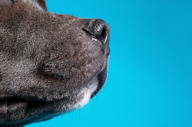 Primer plano de una cosecha adorable American Staffordshire Terrier en estudio sobre fondo azul.