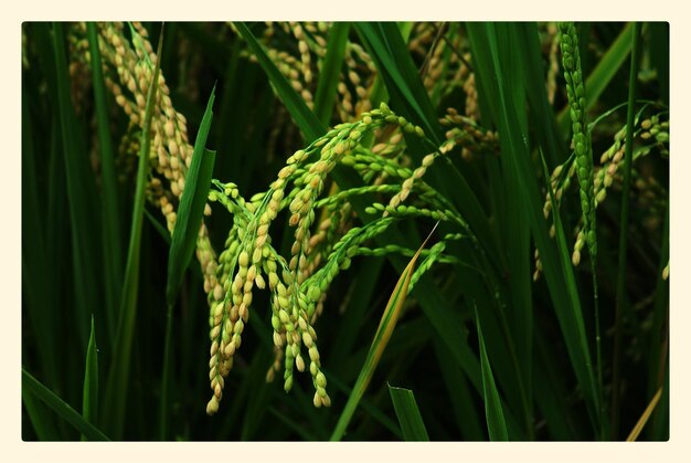 Foto primer plano de la cosecha de arroz