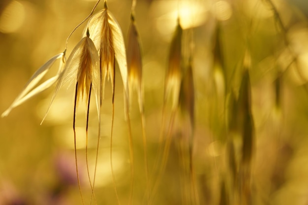 Foto primer plano de la cosecha de trigo en el campo