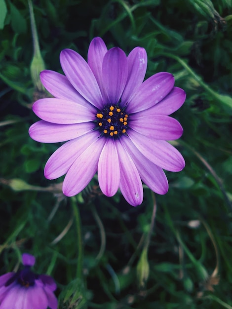 Foto primer plano del cosmos púrpura floreciendo al aire libre