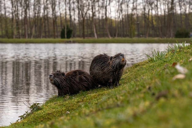 Primer plano de coypus por el lago