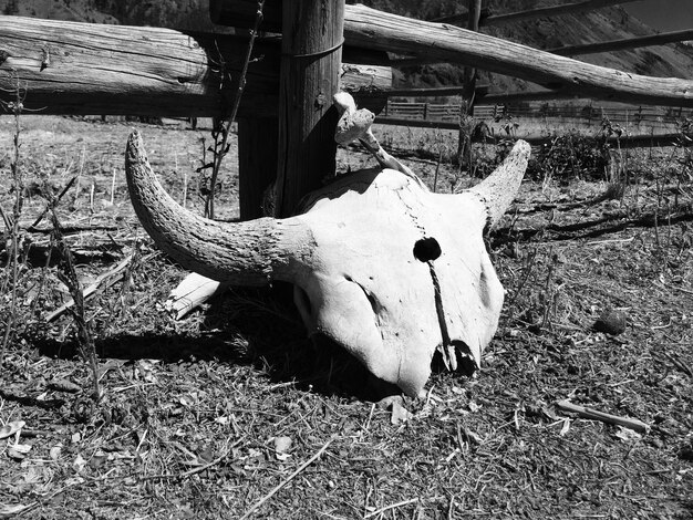 Foto primer plano del cráneo de un animal en el campo