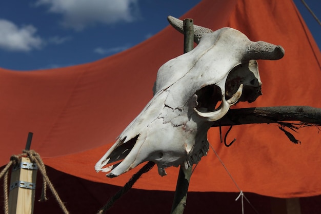 Foto primer plano del cráneo de un animal contra la tienda