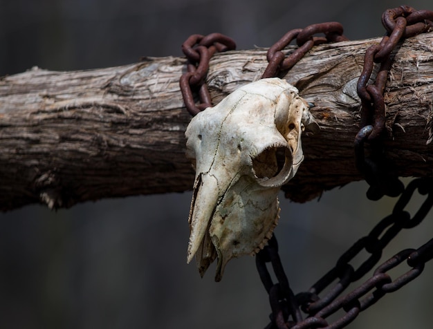 Foto primer plano del cráneo de un animal