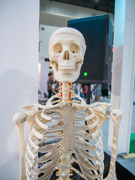 Primer plano del cráneo humano