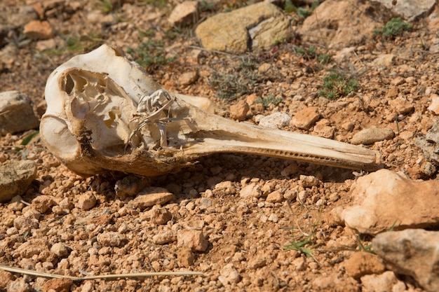 Foto primer plano del cráneo humano