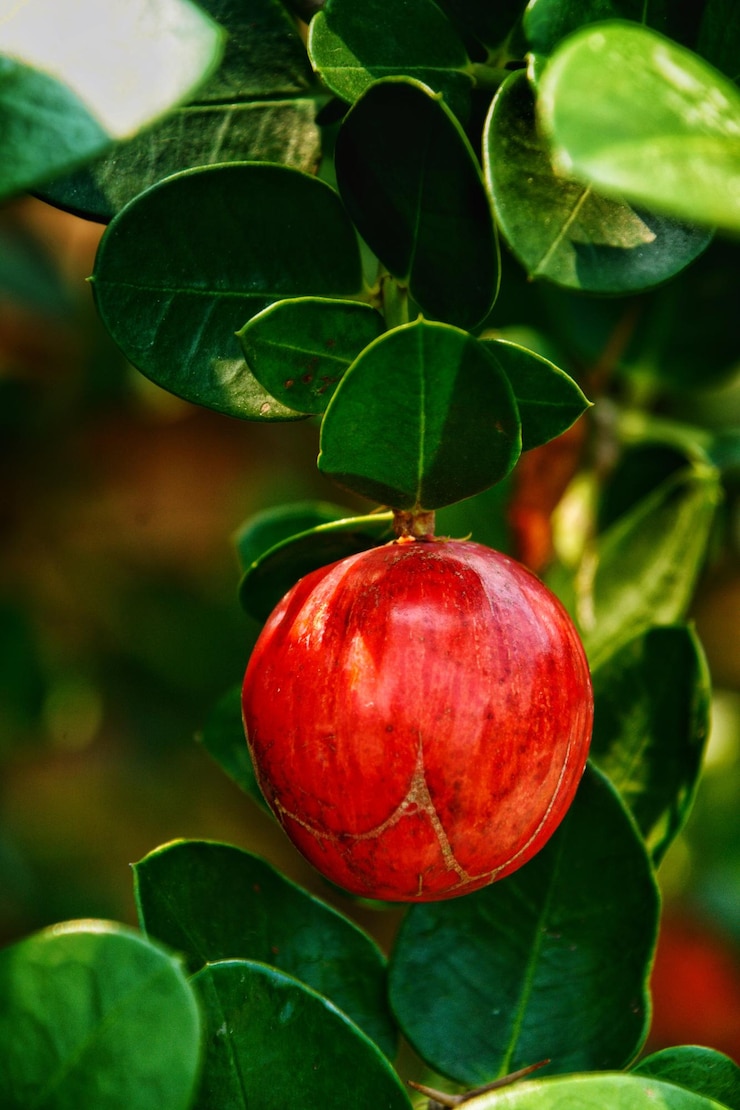 Foto primer plano del crecimiento de la fresa en la planta