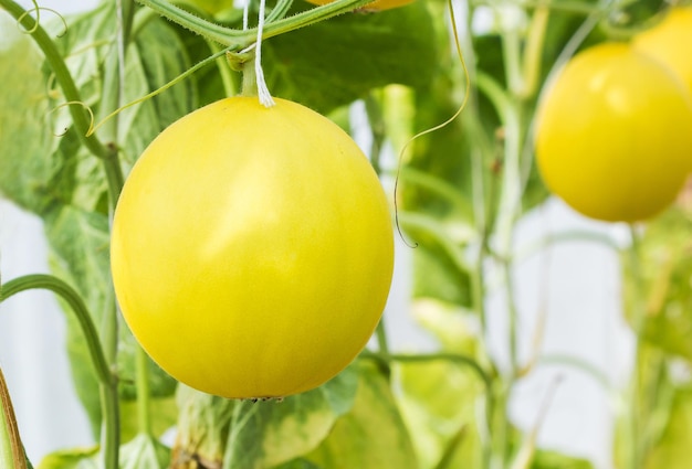 Primer plano del crecimiento del limón en la planta