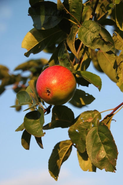 Foto primer plano del crecimiento de la manzana en el árbol