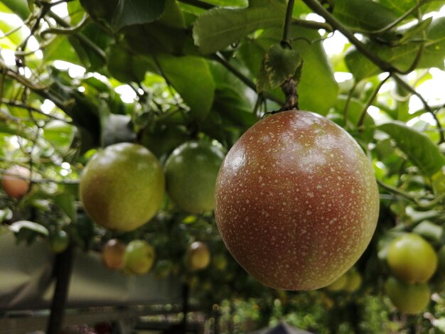 Foto primer plano del crecimiento de la manzana en el árbol