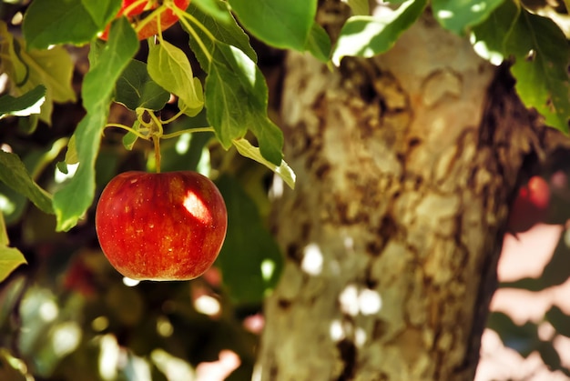 Foto primer plano del crecimiento de la manzana en el árbol