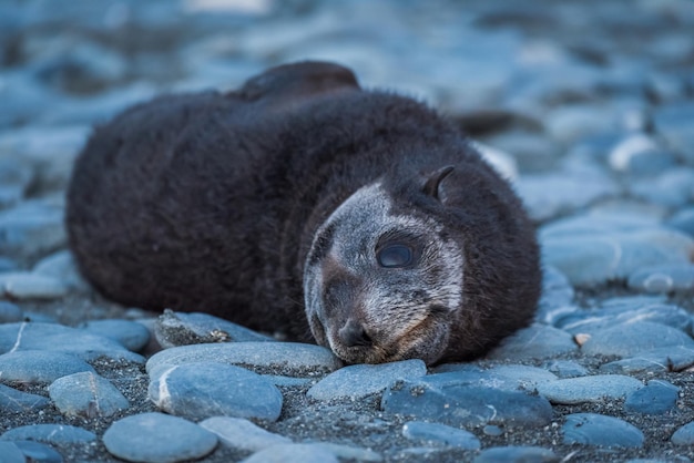Foto primer plano de una cría de foca en la playa