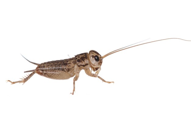 Foto primer plano de cricket contra un fondo blanco