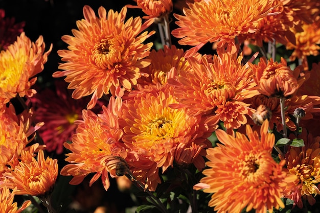 Primer plano de crisantemo decorativo varietal de jardín florece en el jardín en un día soleado de otoño