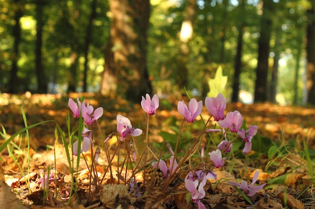 Foto un primer plano de un crocus en flor en el campo