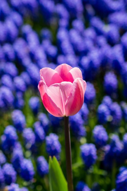 Foto un primer plano de un crocus púrpura que florece al aire libre