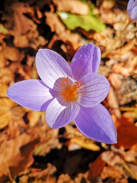 Foto un primer plano del crocus púrpura