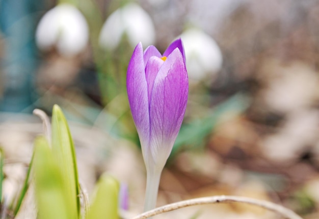 Un primer plano de un crocus rosado floreciendo al aire libre