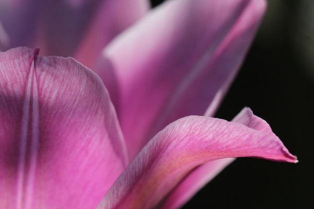 Foto un primer plano de un crocus rosado