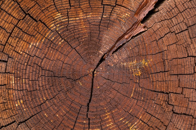 Primer plano de cruce corte de árbol seco con anillos anuales