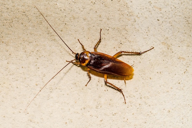 Primer plano de una cucaracha en una pared de cemento