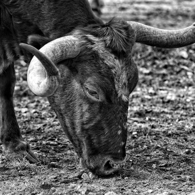 Foto primer plano del cuerno largo de texas en el campo