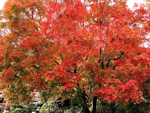 Primer plano y cultivo de arce rojo en el parque público de Kioto