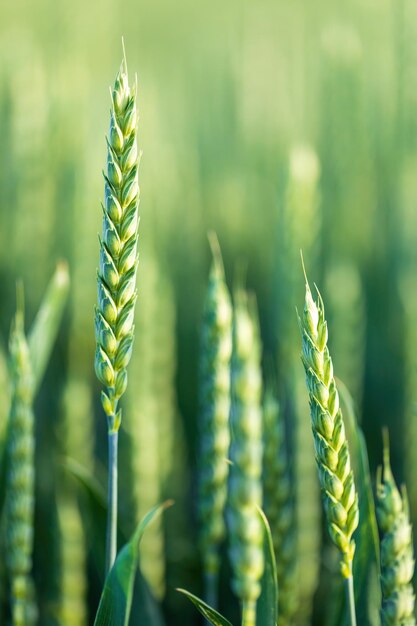 Foto primer plano del cultivo en el campo